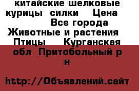 китайские шелковые курицы (силки) › Цена ­ 2 500 - Все города Животные и растения » Птицы   . Курганская обл.,Притобольный р-н